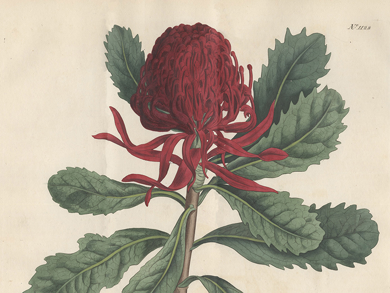 Explore local botanical history with ‘Blue Mountains Botanica’ - blog post image 